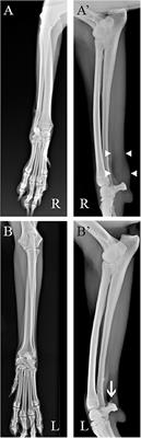 Case report: Flexor carpi ulnaris tendinopathy in a lure-coursing dog treated with three platelet-rich plasma and platelet lysate injections